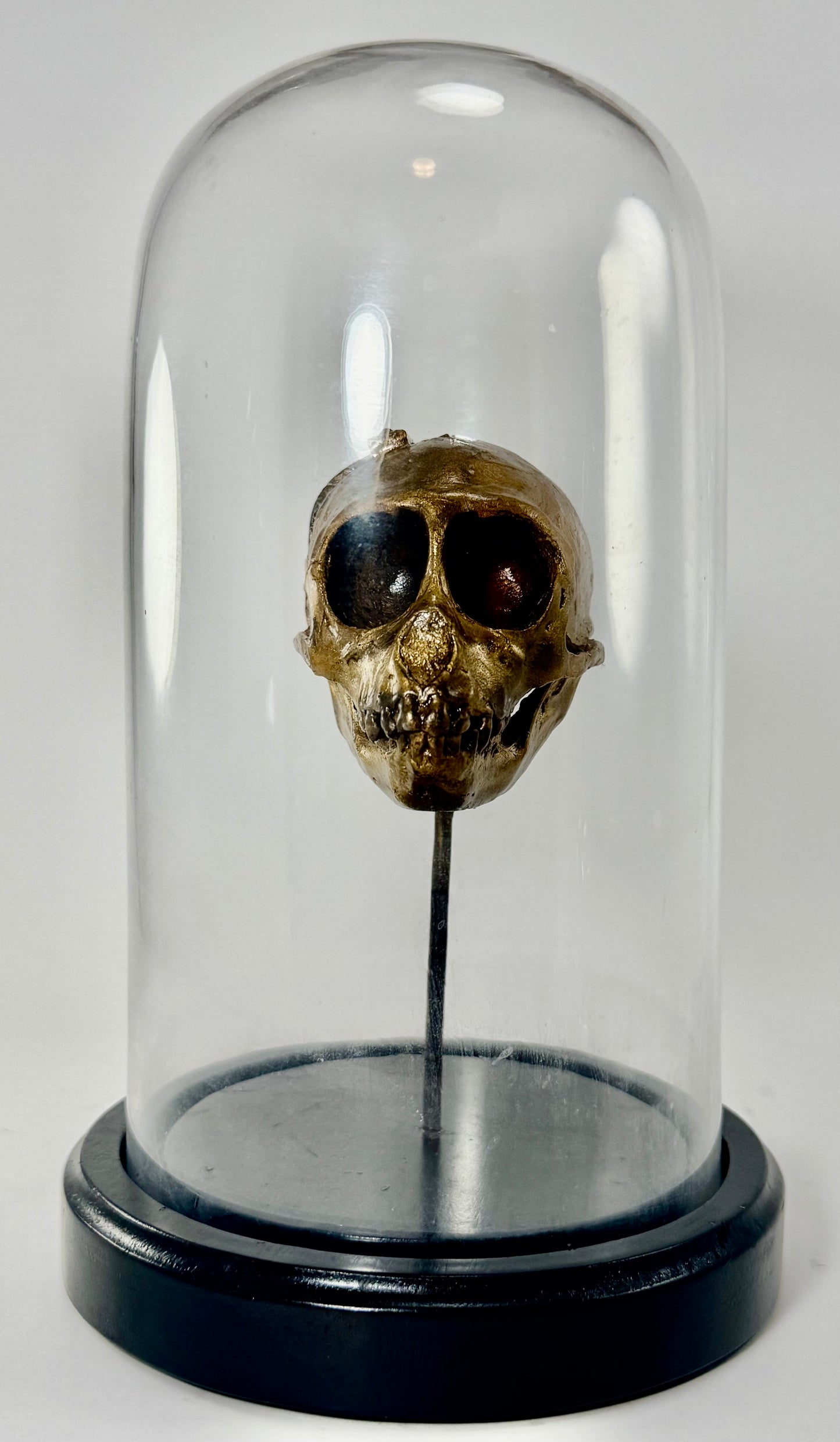 Dissected Monkey Skull