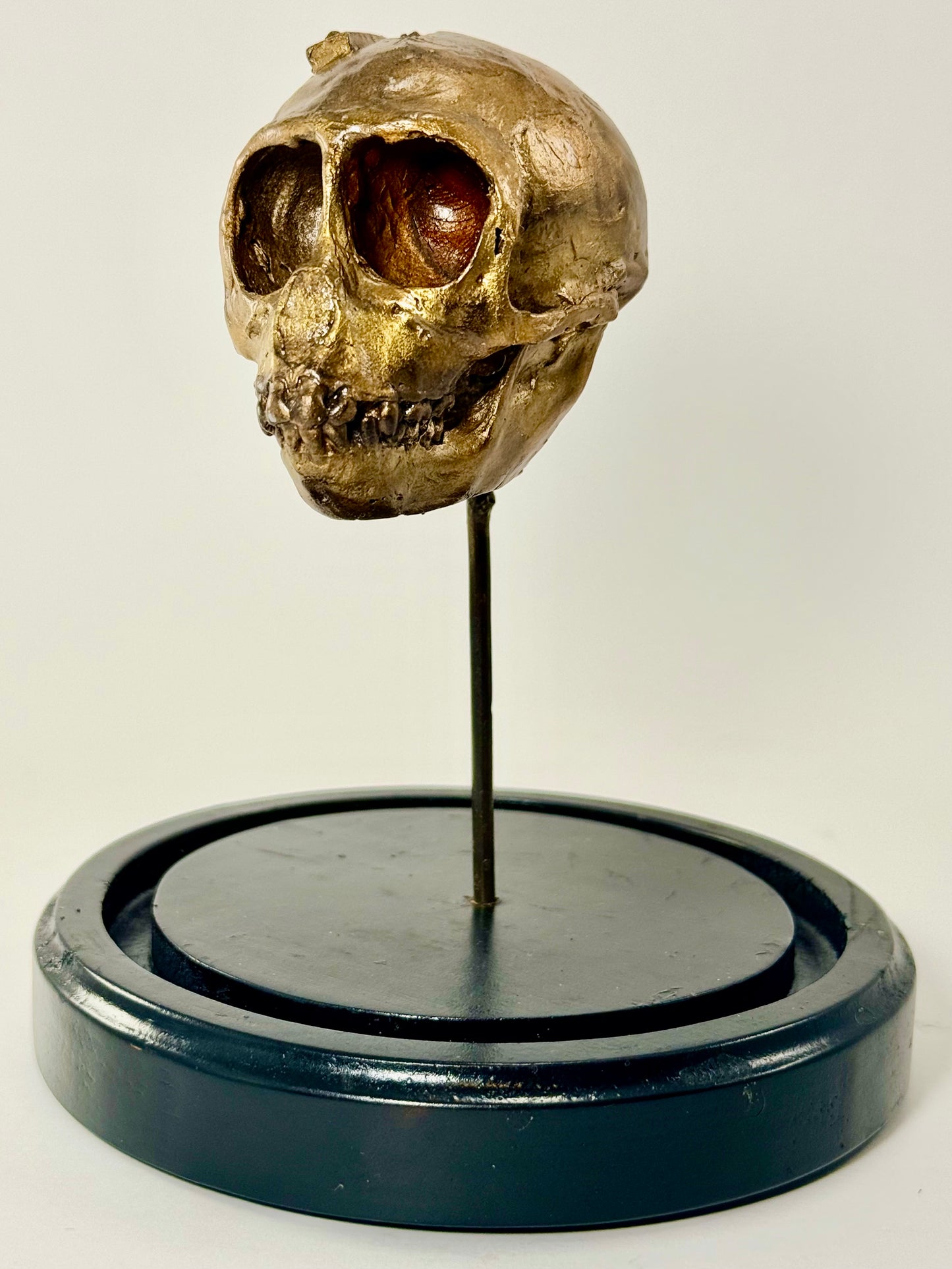 Dissected Monkey Skull