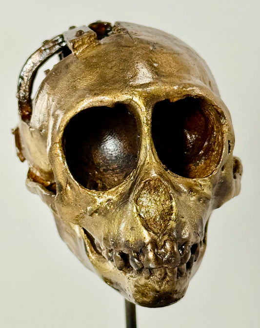 Dissected Monkey Skull