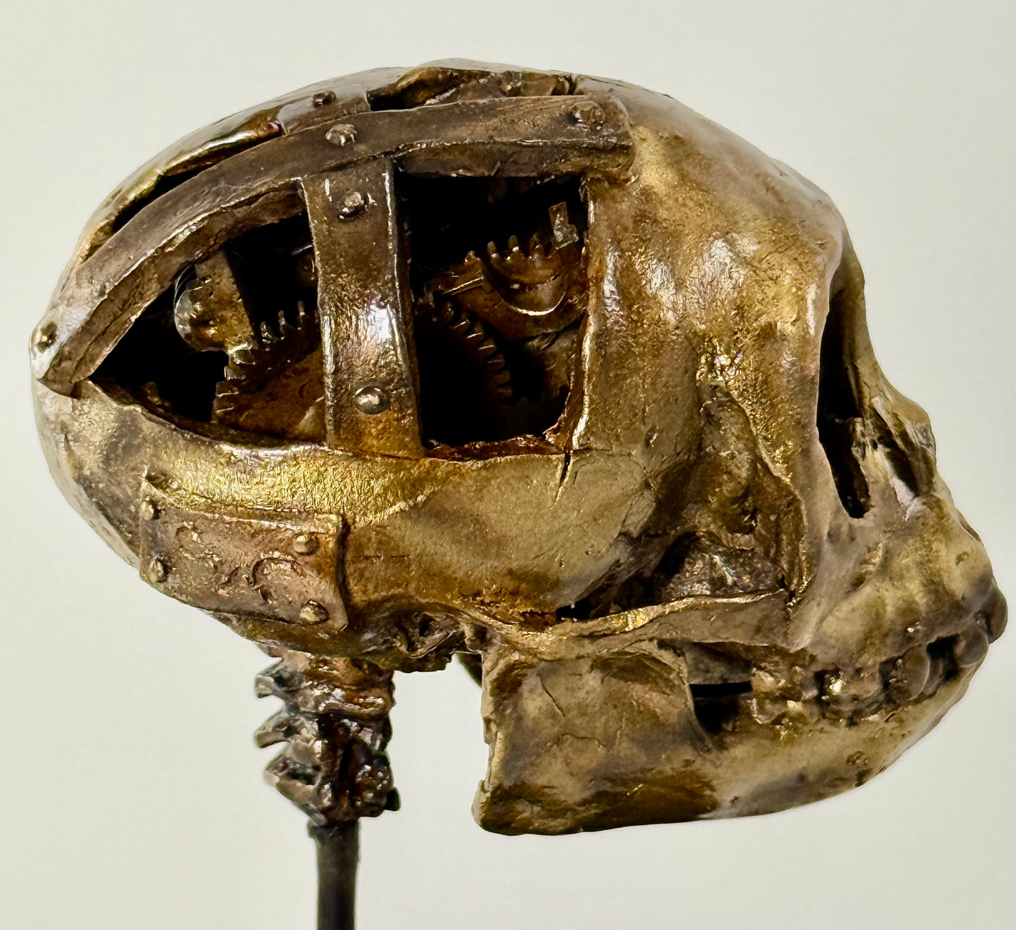 Dissected Monkey Skull