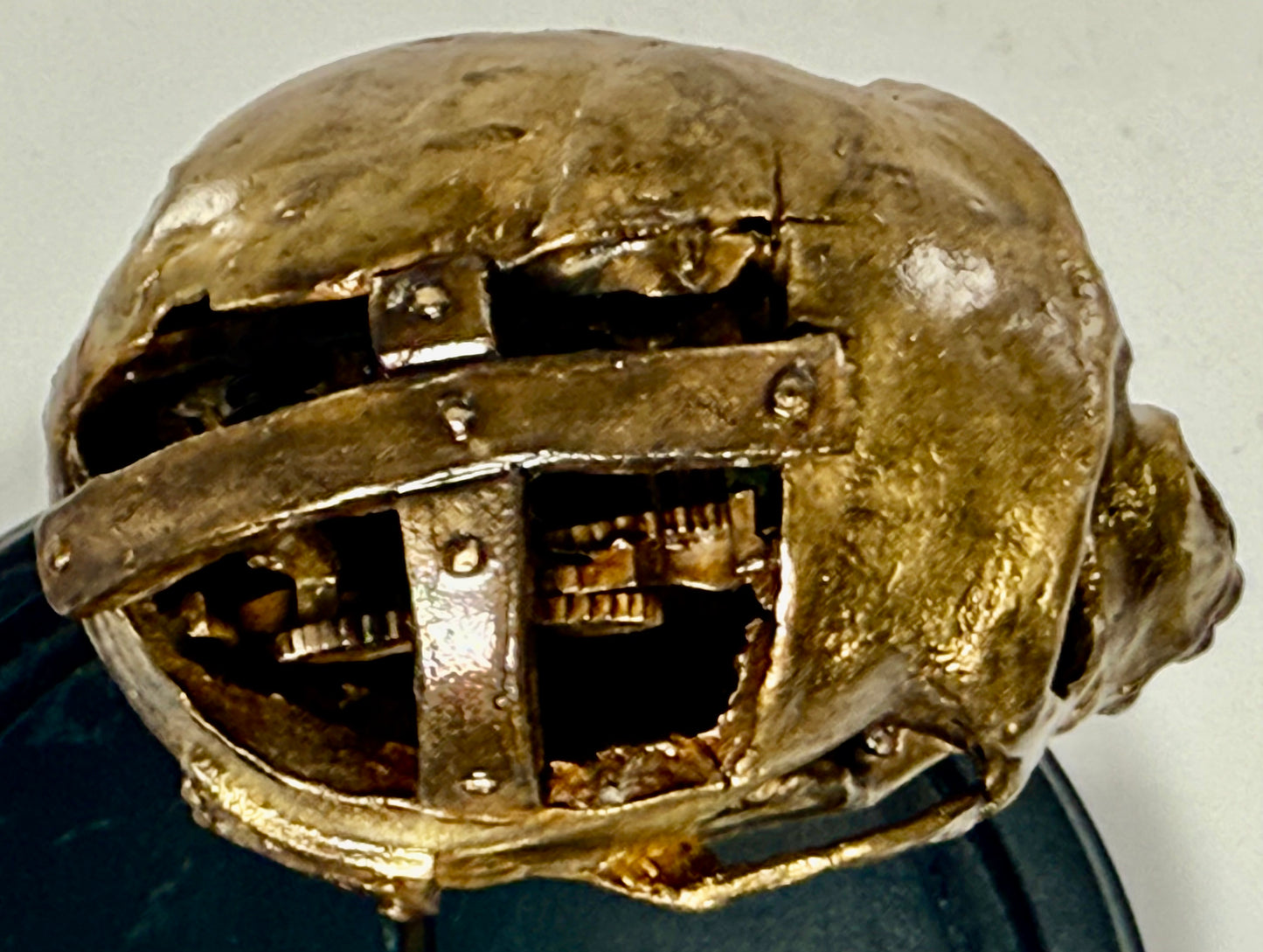 Dissected Monkey Skull