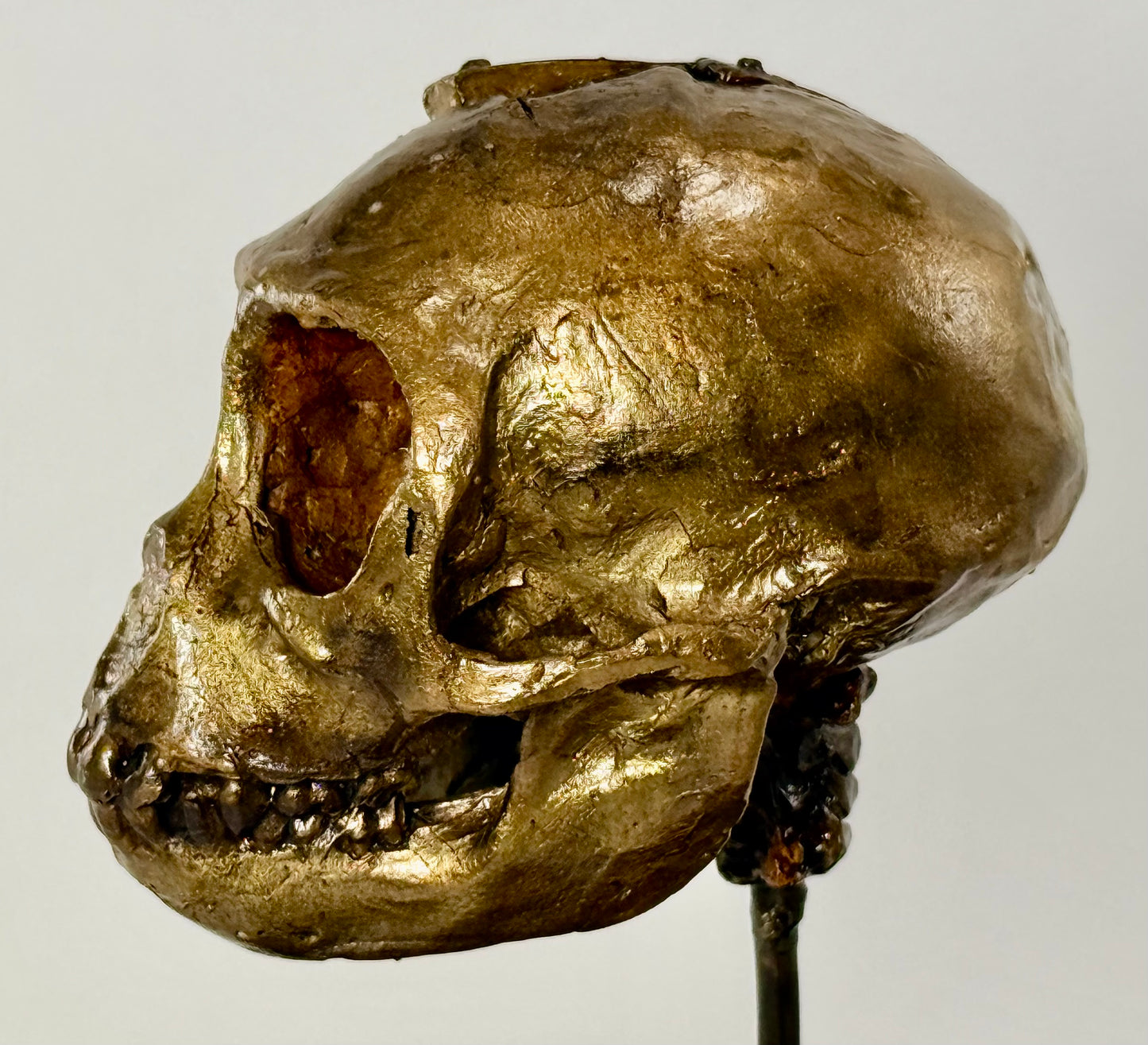 Dissected Monkey Skull