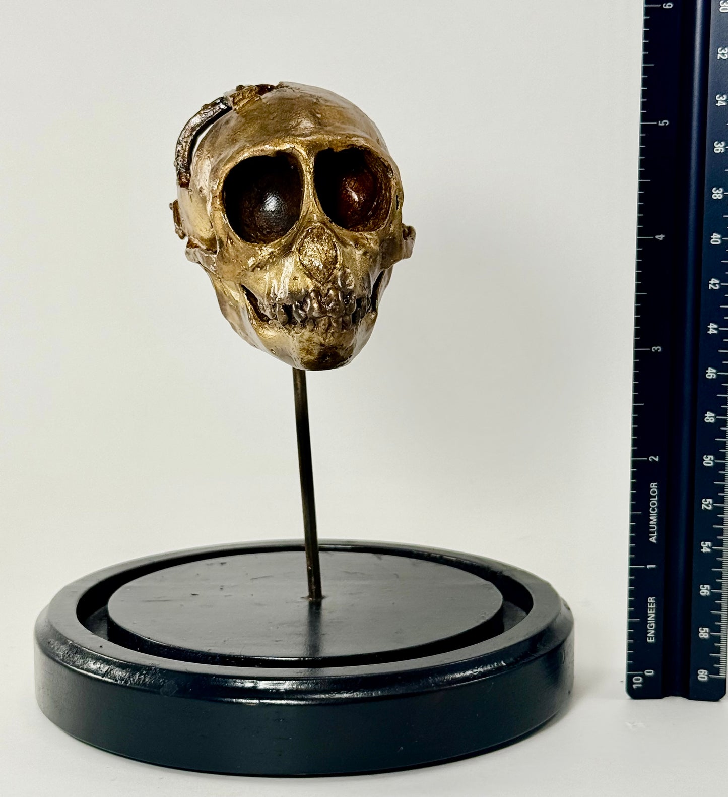 Dissected Monkey Skull